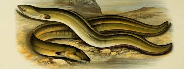 Eels have an ancient, amply recorded history in diets and commerce, leaving their shadows in literature and mythology. On The Many Mysteries Of The European Eel Literary Hub