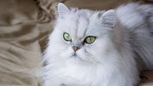 Sangat lucu, pintar, bagus, imut, comel, besar, kecil, gemuk, bulunya tidak rontok, khas indonesia. 10 Baka Kucing Paling Cantik Dan Comel Dalam Dunia Iluminasi