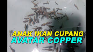 Ikan cupang fccp ini bisa bertahan sampai dua tahun, ekor dan siripnya yang tajam menambah daya tarik ikan yang identik agresif tersebut. Anakan Cupang Avatar Copper Ikan Cupang Yang Lagi Hits çyoutubeè§é¢'ææåææ¥å' Noxinfluencer