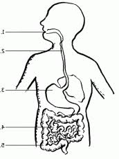 Digestive System Coloring Pages For Kids And For Adults Coloring Home