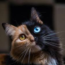Pretty Kitty Sevimli Kedi Yavrulari Kediler Ve Yavrulari Sevimli Hayvan Yavrulari