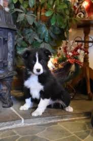 Border collie puppies and dogs. Border Collie Puppies For Sale Lancaster Puppies