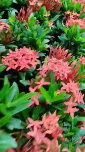 Image result for Ixora nana