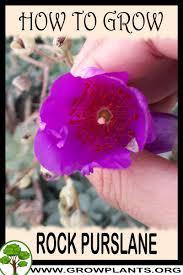 Check spelling or type a new query. Rock Purslane How To Grow Care