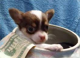 Beautiful chihuahua puppies available from a reputable breeder in oregon! Pin On Cute Chihuahuas