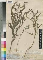 Image result for Indigofera simplicifolia