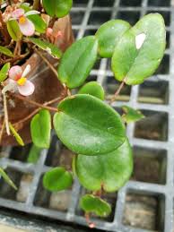 Image result for Begonia elaeagnifolia