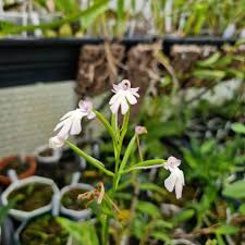 Image result for Cynorkis