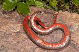 Northern Red Belly Snake Snake Reptile Snakes Beautiful Snakes