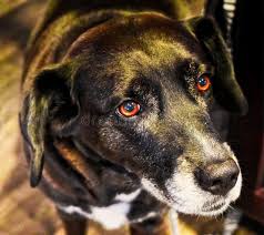 We provide highly accurate genetic testing results and animal forensic services while also contributing to the educational and research mission of the school. Border Collie Lab Mix Photos Free Royalty Free Stock Photos From Dreamstime