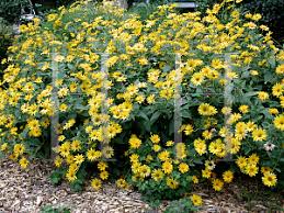 Image result for Aspilia helianthoides