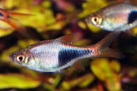 Image result for Heteromorpha