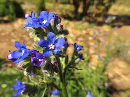 Image result for Anchusa capensis