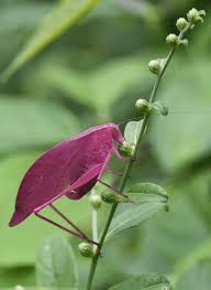 Image result for Cryptolepis oblongifolia