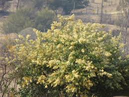 Image result for Brachylaena discolor