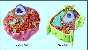 Check spelling or type a new query. Cell Organelles And Functions Cell Structure Quizizz