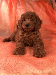 Our goldendoodle puppies are raised to be the best pet for their new owners and come well socialized. Miniature Goldendoodle Puppies For Sale Breeder In Iowa