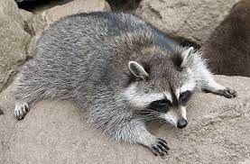 Try a different search or browse our categories Homeowning Nightmare My House Is Infested With Raccoons