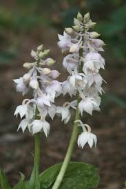Image result for Calanthe