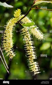 Image result for Macadamia tetraphylla