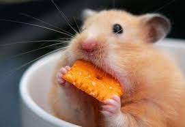 We did not find results for: Hamster Eating Carrot Cookie Pbh2