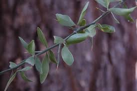 Image result for Balanites