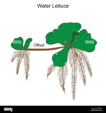 Image result for Pistia