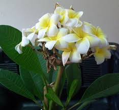One of the very best. Grafted Plumeria Dwarf Plant Flower White Yellow Free Phytosanitary Certificate Ebay