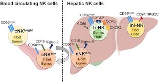 Nuclear introduction to cells animal cells, plant cells, bacterial cells, oh my! Frontiers Hepatic Natural Killer Cells Organ Specific Sentinels Of Liver Immune Homeostasis And Physiopathology Immunology