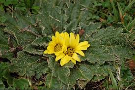 Image result for Haplocarpha