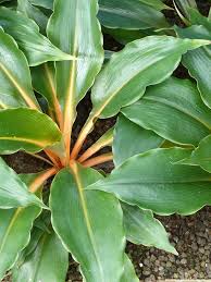 Image result for Chlorophytum filipendulum