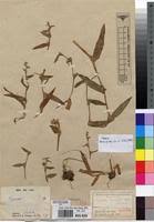 Image result for Cyanotis foecunda