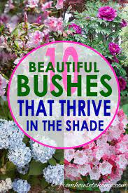 We did not find results for: Shade Loving Shrubs The Best Bushes To Plant Under Trees Gardening From House To Home Shade Landscaping Shade Loving Shrubs Shade Shrubs