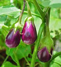 Simply select a language and press on the speaker button to listen to the pronunciation of the word. Eggplant Wikipedia
