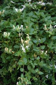 Image result for Caprifoliaceae