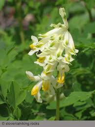 Image result for Fumariaceae