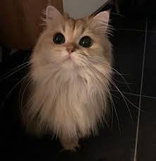 Itulah yang dapat kami bagikan terkait gambar kucing yang paling comel di dunia. Kucing Comel