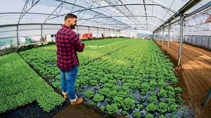 Setting up a hydroponic greenhouse. Why Hydroponic Farms Are Trending