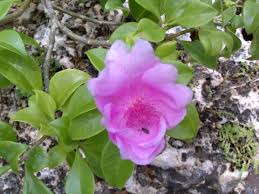 Get there with a quick and easy speedboat and return at a more leisurely pace aboard a spacious catamaran that includes music and an open bar. Sosua News