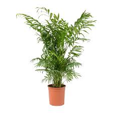 Brown tips may be due to from several factors. Chamaedorea Elegans Parlour Palm Purify Your Air Hortology