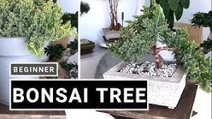 Maybe you would like to learn more about one of these? Bonsaiamazing Youtube