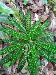 Image result for Psychotria auxopoda