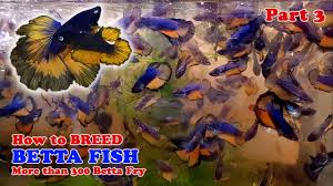 Betta fish cultivation does not require large space and large capital. Part 2 How To Betta Fish Breeding More Than 300 Betta Fry Mustard Gas Rose Tail Halfmoon Youtube