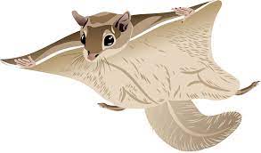 Check spelling or type a new query. Woolly Flying Squirrel Clipart Free Download Transparent Png Creazilla