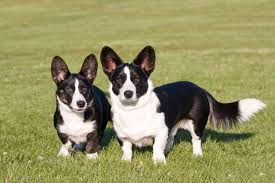 Cardigan Welsh Corgi Information and ...