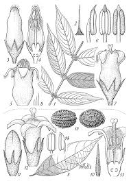 Image result for Pauridiantha