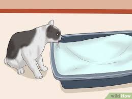 Cat urine contains uric acid, which can last in carpets, fabrics and wood for years! How To Remove Cat Urine Smell With Pictures Wikihow