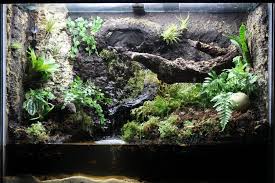Pin On Vivarium Inspiration