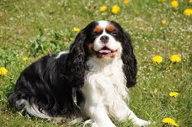 Coco is also easier for a dog to remember. 150 Female Dog Names Fun Fierce Fabulous Girl Dog Ideas Pet Keen