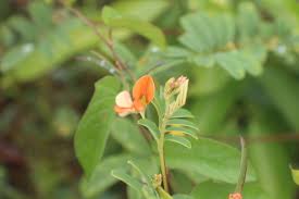 Image result for Tephrosia meisneri